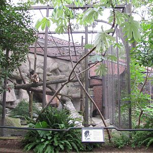 National Zoo 2010 - Black Howler Monkey enclosure behind the Small Mammal H