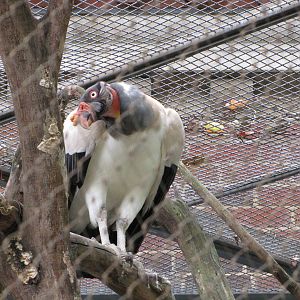 National Zoo 2010 - King Vulture behind the Small Mammal House