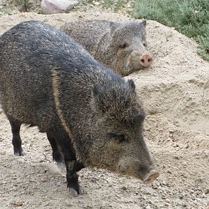 National Zoo 2010 - Collared Peccaries