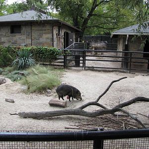 National Zoo 2010 - Collared Peccary exhibit next to the Small Mammal House