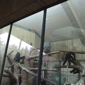 National Zoo 2010 - Gorilla indoor exhibit in Great Ape House