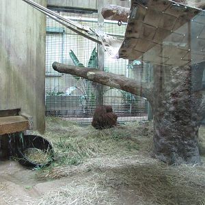 National Zoo 2010 - Orangutan indoor exhibit in Great Ape House