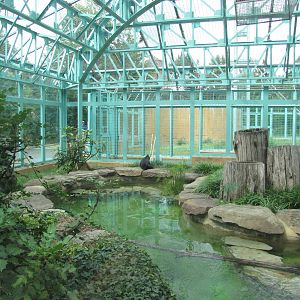 National Zoo 2010 - Indoor Sulawesi Black Macaque exhibit in Think Tank