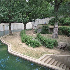National Zoo 2010 - Sumatran Tiger exhibit