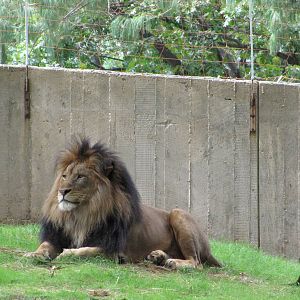 National Zoo 2010 - African Lion