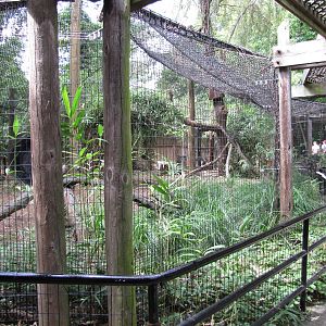 National Zoo 2010 - Caracal enclosure in Great Cats