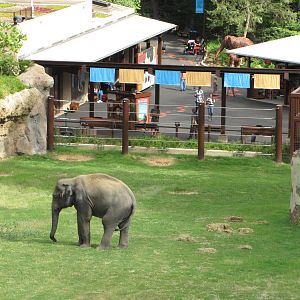National Zoo 2010 - Elephant Trails exhibit seen from Asia Trail