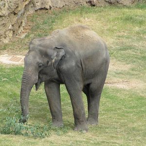 National Zoo 2010 - Asiatic Elephant