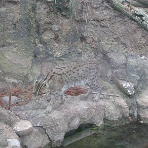 National Zoo 2010 - Fishing Cat in Asia Trail