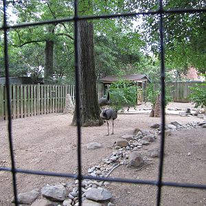 National Zoo 2010 - Greater Rhea in Crane Line at the Bird House