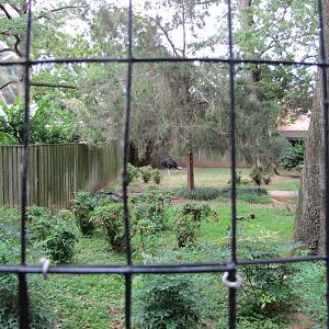 National Zoo 2010 - Double-wattled Cassowary in Crane Line at the Bird Hous