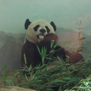 National Zoo 2010 - Giant Panda inside at the end of the day