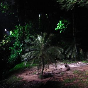 Indian Subcontinent - Striped Hyena