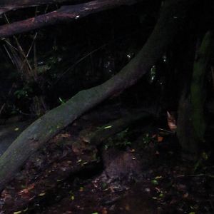 Leopard Trail - Asian Golden Cat