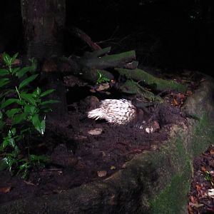 Leopard Trail - Malayan Crested Porcupine