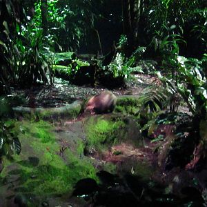 Leopard Trail - Hog Badger