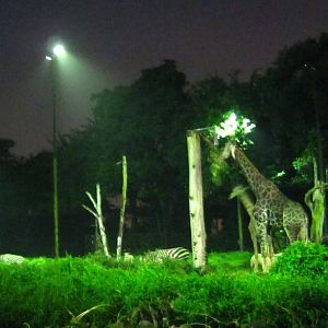 Equatorial Africa - Giraffe, Zebra and Oryx