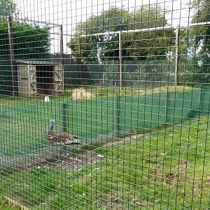 Great Bustard Enclosure