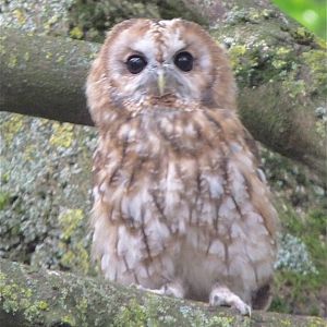 Tawny Owl in Woodland Owls and Hawks Display