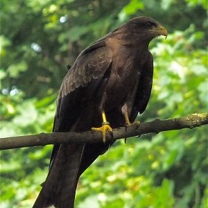 Woodland Owls and Hawks Display