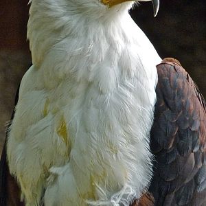Othello the African Fish Eagle