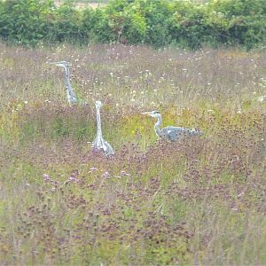 Wild Herons in Regs Meadow