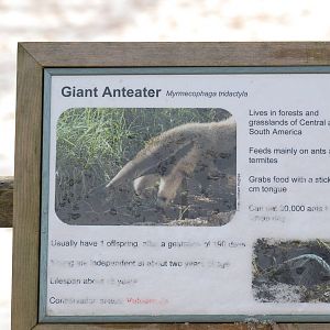 New Giant Anteater sign