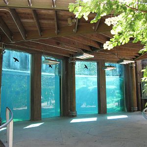 Baltimore Zoo - Polar Bear Watch underwater viewing