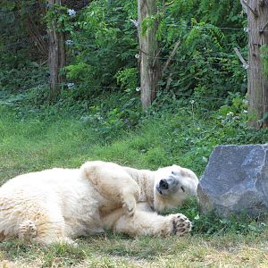 Baltimore Zoo - Polar Bear