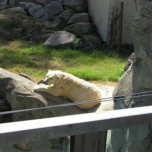 Baltimore Zoo - Polar Bear