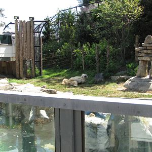 Baltimore Zoo - General view of Polar Bear Watch