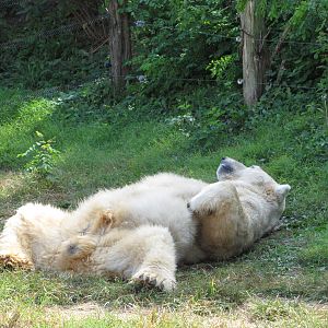 Baltimore Zoo - Polar Bear