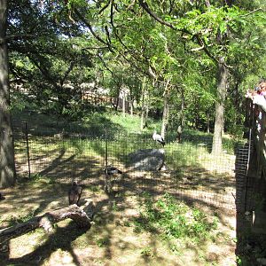 Baltimore Zoo - Vulture exhibit in African Journey