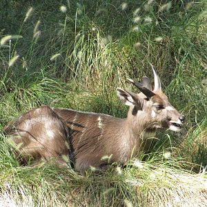 Baltimore Zoo - Sitatunga