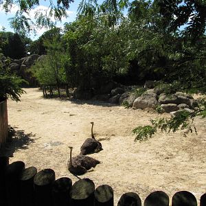 Baltimore Zoo - Ostrich in African Journey