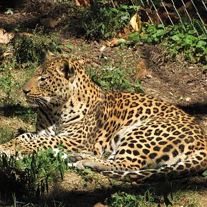 Baltimore Zoo - African Leopard in African Journey