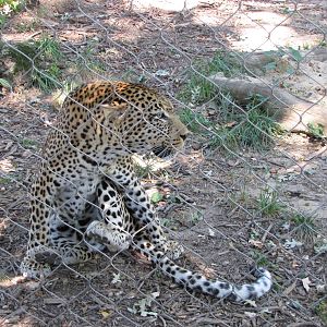 Baltimore Zoo - African Leopard in African Journey