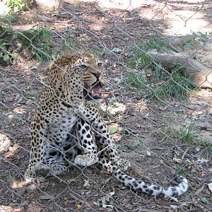 Baltimore Zoo - African Leopard in African Journey
