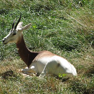 Baltimore Zoo - Addra Gazelle in African Journey