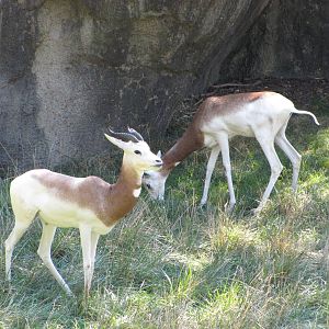 Baltimore Zoo - Addra Gazelles in African Journey