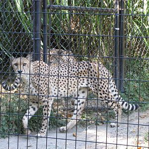 Baltimore Zoo - Cheetah in African Journey