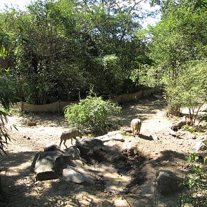 Baltimore Zoo - Common Warthog exhibit in African Journey