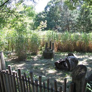 Baltimore Zoo - Kirks Dik Dik exhibit in African Journey