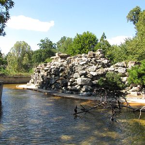 Baltimore Zoo - Large Jackass Penguin exhibit