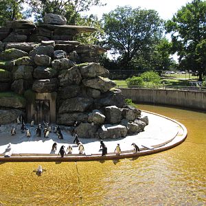 Baltimore Zoo - Large Jackass Penguin exhibit