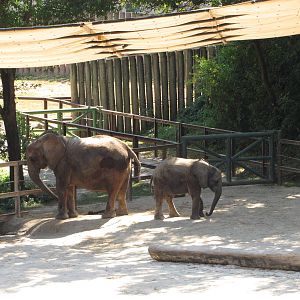 Baltimore Zoo - Part of African Elephant exhibit