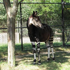 Baltimore Zoo - Okapi