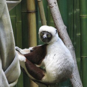 Baltimore Zoo - Coquerels Sifaka