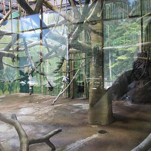 Baltimore Zoo - Inside Sifaka exhibit in the Primate House