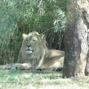 Baltimore Zoo - African Lion male in African Journey